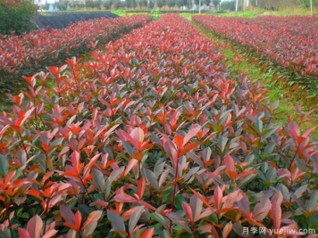 紅葉石楠的種植條件有什么要求？