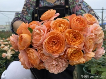 推薦5個(gè)超級勤花月季品種，季季有花賞