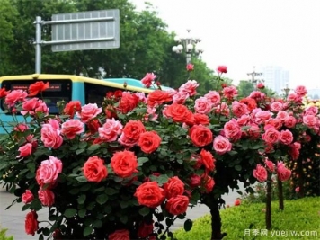 南陽(yáng)市：樹(shù)狀月季“國標”南陽(yáng)定