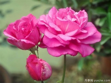 月季有哪些價(jià)值？
