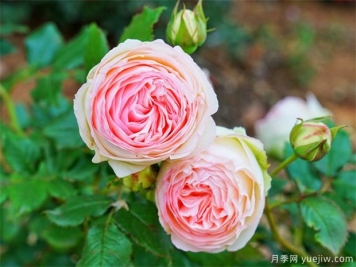 栽植月季苗 如何把根系培養好？