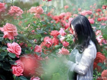 月季花怎么修剪才能越開(kāi)越多