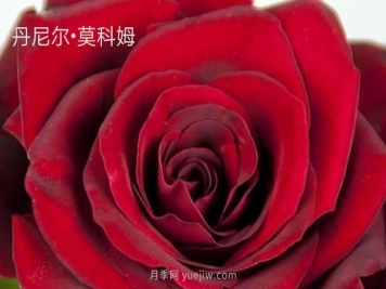 丹尼爾莫科姆月季的優(yōu)缺點(diǎn)是什么？