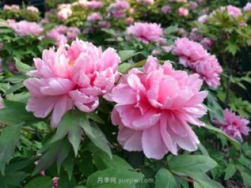 牡丹憑啥能脫穎而出成為國花？如何種植牡丹？