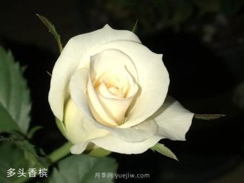 多頭香檳月季的優(yōu)缺點(diǎn)是什么？
