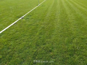 混播草坪的優(yōu)點(diǎn)缺點(diǎn)，每平方需要多少種子