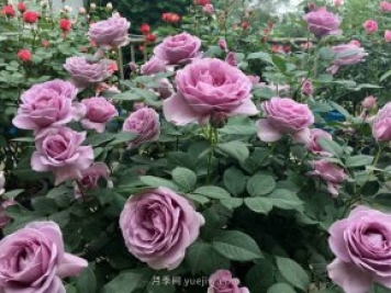 最全林業(yè)術(shù)語(yǔ)，苗木人必讀！