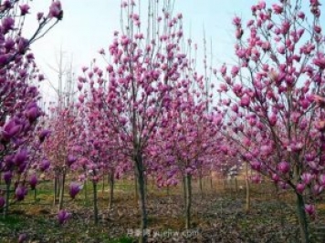 南陽(yáng)玉蘭花養殖技術(shù)
