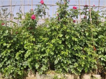 夏季月季花木苗圃養護管理指南