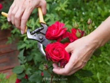 月季花后應該如何修剪？正確修剪方法
