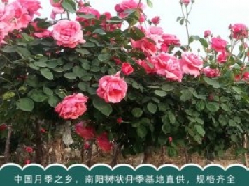 月季苗木一般是批發(fā)給誰(shuí)了？