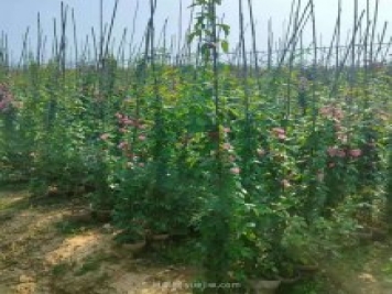 南陽(yáng)藤本月季基地大量出售，品種花色多
