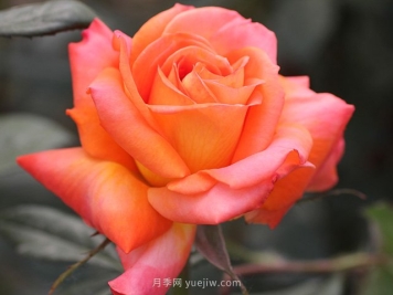東方之子月季的優(yōu)缺點(diǎn)是什么？
