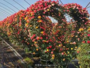 綠化苗木越大越好賣(mài)？是這樣嗎？