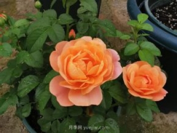 新手養月季，不能錯過(guò)入門(mén)級的果汁陽(yáng)臺