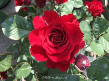 日蝕王陽(yáng)臺月季的優(yōu)缺點(diǎn)是什么？