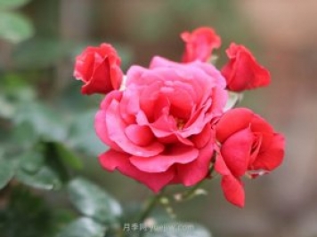 全國花卉苗木主產(chǎn)區分析，月季主產(chǎn)區在南陽(yáng)