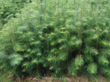 杉木齡級劃分，種植10年的杉木價(jià)值與前景