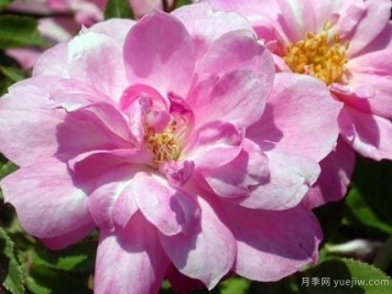 白長(cháng)春月季的優(yōu)缺點(diǎn)是什么？