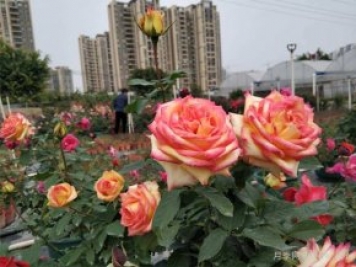 1-3級資質(zhì)，園林綠化月季工程需要辦理哪些資質(zhì)？