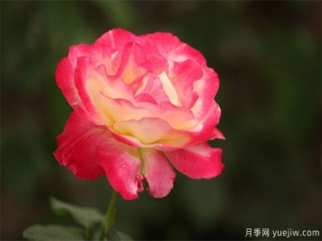 怎樣預防月季黑斑??？