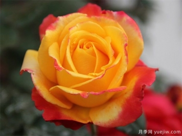 各國玫瑰花的傳說(shuō)
