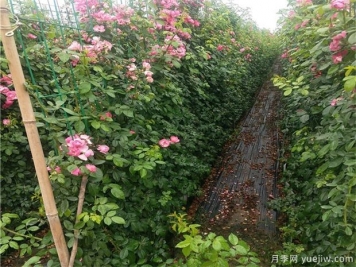 藤本月季冬季養護技巧