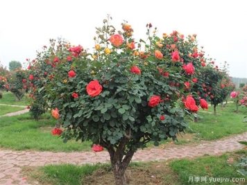 信陽(yáng)多色樹(shù)狀月季的嫁接方法，來(lái)聽(tīng)月季基地描述吧