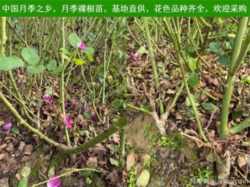 養護注意4點(diǎn)，提高月季裸根苗的成活率