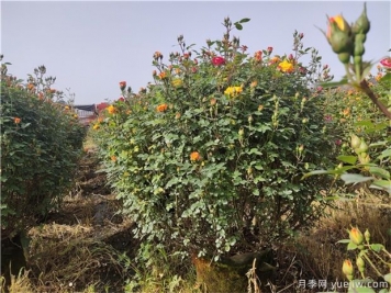 常用的5個(gè)苗木造型方法