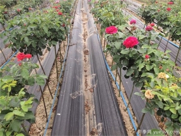種植業(yè)是什么？國家扶持的種植業(yè)項目有哪些？