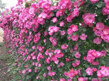 分享6種勤花月季，都是開(kāi)花機器，滿(mǎn)眼是花海
