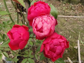 2米高紅木香，優(yōu)秀爬藤花卉基地批發(fā)價(jià)格