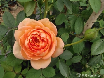 歐月濃香藤本月季，夏洛特夫人月季批發(fā)