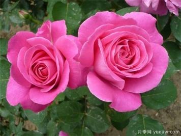 打造大花月季花園？分享大花月季種植和養護技術(shù)