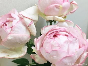 伊芙逸話(huà)月季