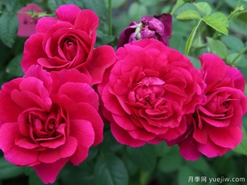 隱喻月季的優(yōu)缺點(diǎn)是什么？