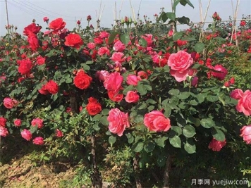南陽(yáng)月季花農的12個(gè)月份工作安排表