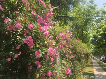 可以在冬季觀(guān)賞的樹(shù)種推薦，彩色苗木受歡迎