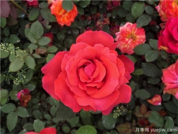 秋季園林綠化苗木常見(jiàn)病蟲(chóng)害與防治