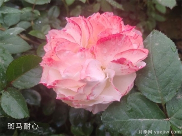 種植樹(shù)狀月季苗用什么土比較合適呢？