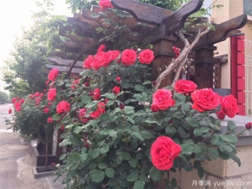 樹(shù)狀月季要怎樣修剪才能越長(cháng)越好？