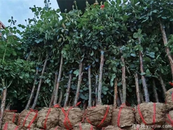 月季樹(shù)取苗土球該多大合適呢？園林綠化施工挖樹(shù)穴也有大講究