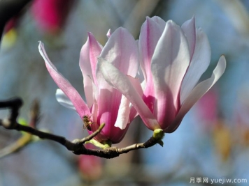 二喬玉蘭的開(kāi)花時(shí)間？二喬玉蘭的養殖方法