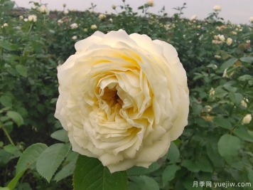 芽變金獎?wù)略录緝?yōu)缺點(diǎn)是什么？