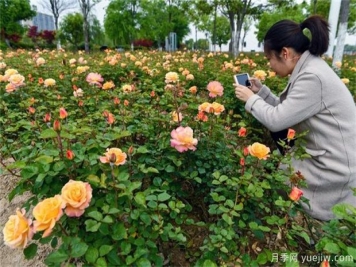 室內養花，有5個(gè)技巧要掌握才能養的好