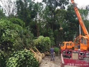 找到品質(zhì)苗，園林人怎么選符合要求的苗木