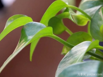 家中常見(jiàn)的這6種花草都有毒，平時(shí)養護要小心