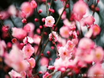 庭院適合種哪些花卉植物？冬天來(lái)了更漂亮