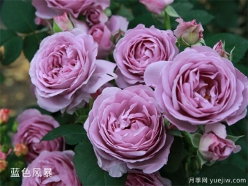 藍色風(fēng)暴和藍色陰雨的優(yōu)缺點(diǎn)是什么？對比